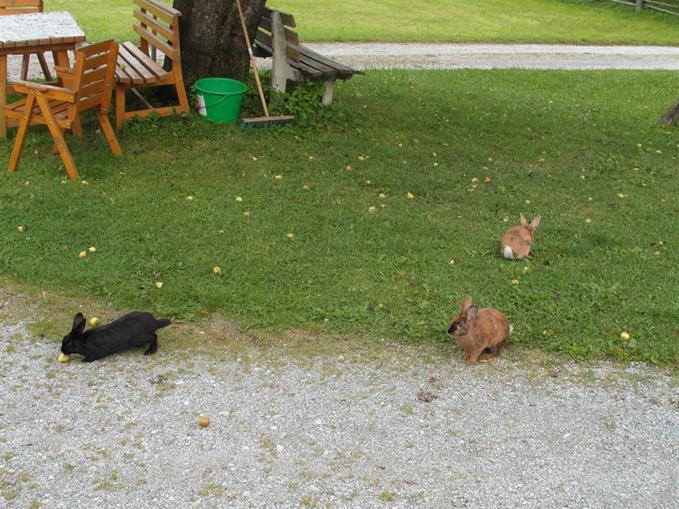 Frühstückspension: Haslehnerhof