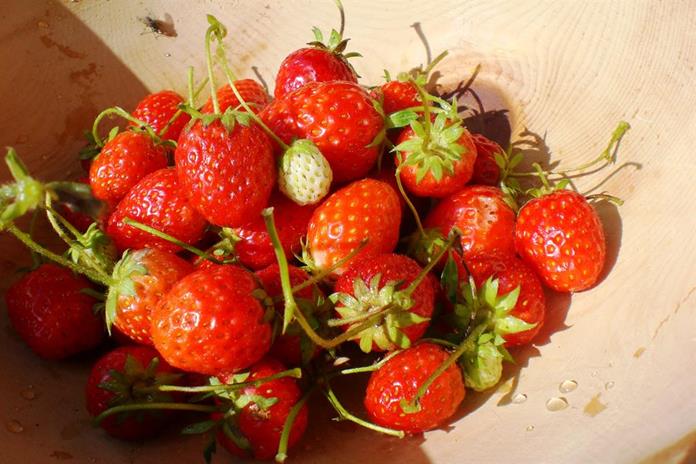 Frühstückspension: Möslehnerhof