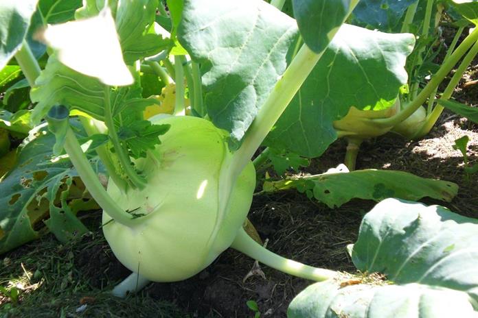 Frühstückspension: Möslehnerhof