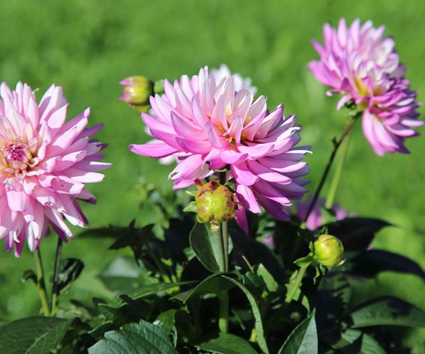 Frühstückspension: Stoffenbauer