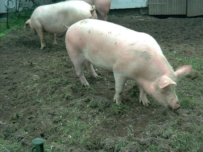 Frühstückspension: Steinbauer