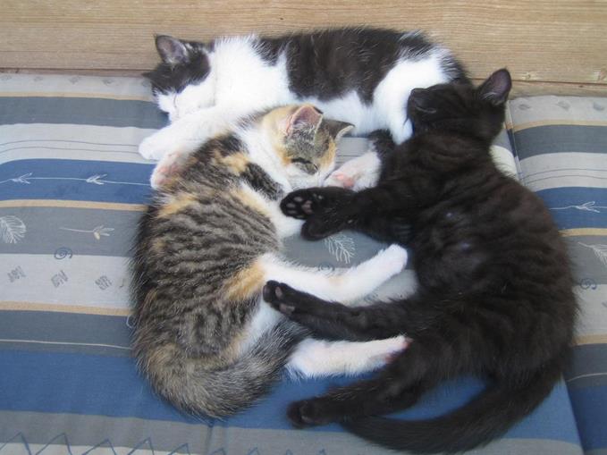 Frühstückspension: Steinbauer