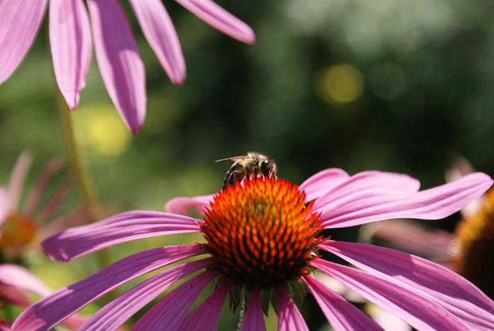Frühstückspension: Gasthof Sonnenhügel