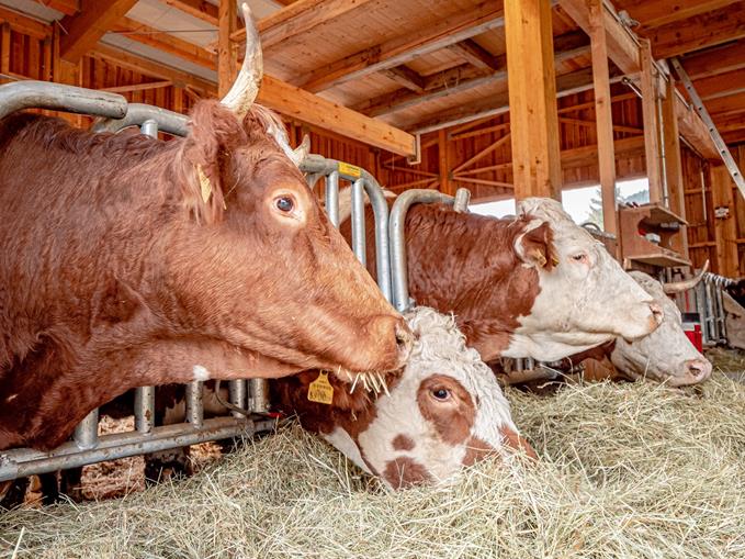 Frühstückspension: Zeiserhof