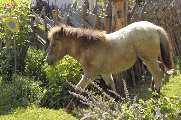 Frühstückspension: Ederhof