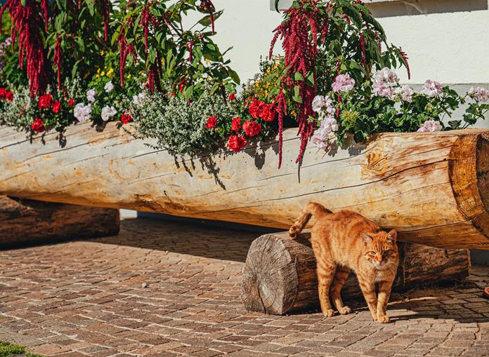 Frühstückspension: Mayerhofer Hof