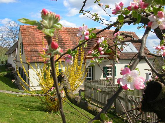 Pensionen - Parkplatz: kostenlos bei der Pension - Bad Waltersdorf - Weinbauernhof Amtmann