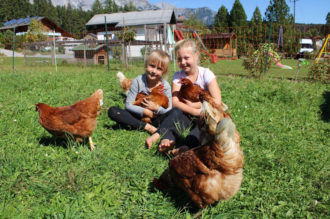 Frühstückspension: Unsere Bio-Hühner - Pension Wagnerhof