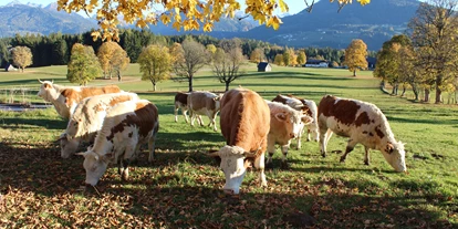 Pensionen - Parkplatz: kostenlos bei der Pension - Hallstatt - Unsere Bio-Kühe, die Ennstaler Bergschecken - Pension Wagnerhof