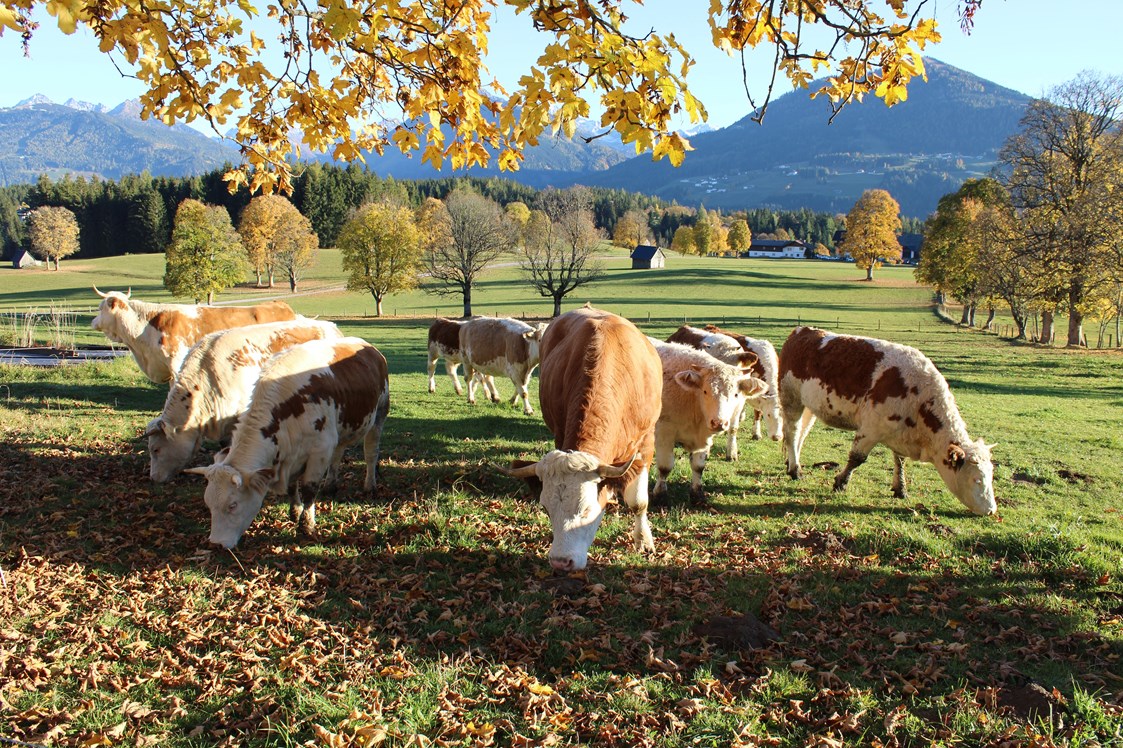 Frühstückspension: Unsere Bio-Kühe, die Ennstaler Bergschecken - Pension Wagnerhof