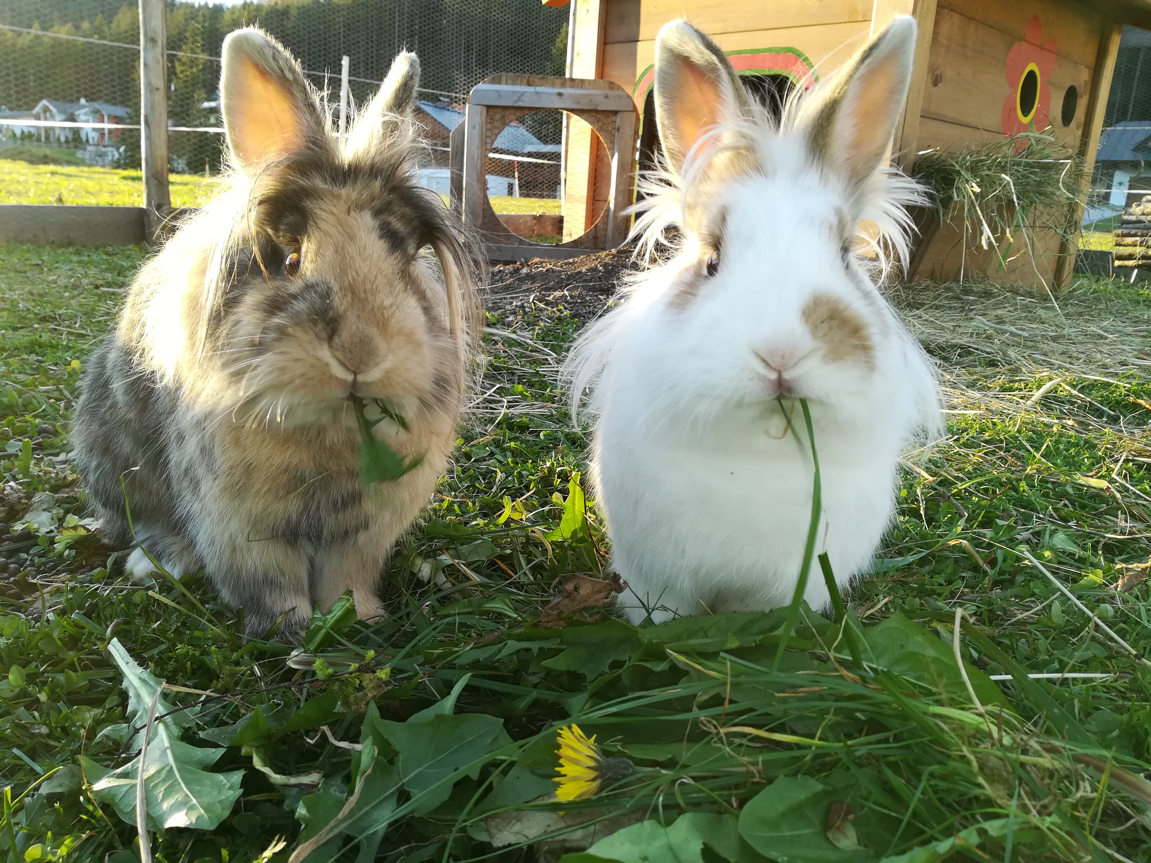 Frühstückspension: Unserer Kaninchen - Pension Wagnerhof
