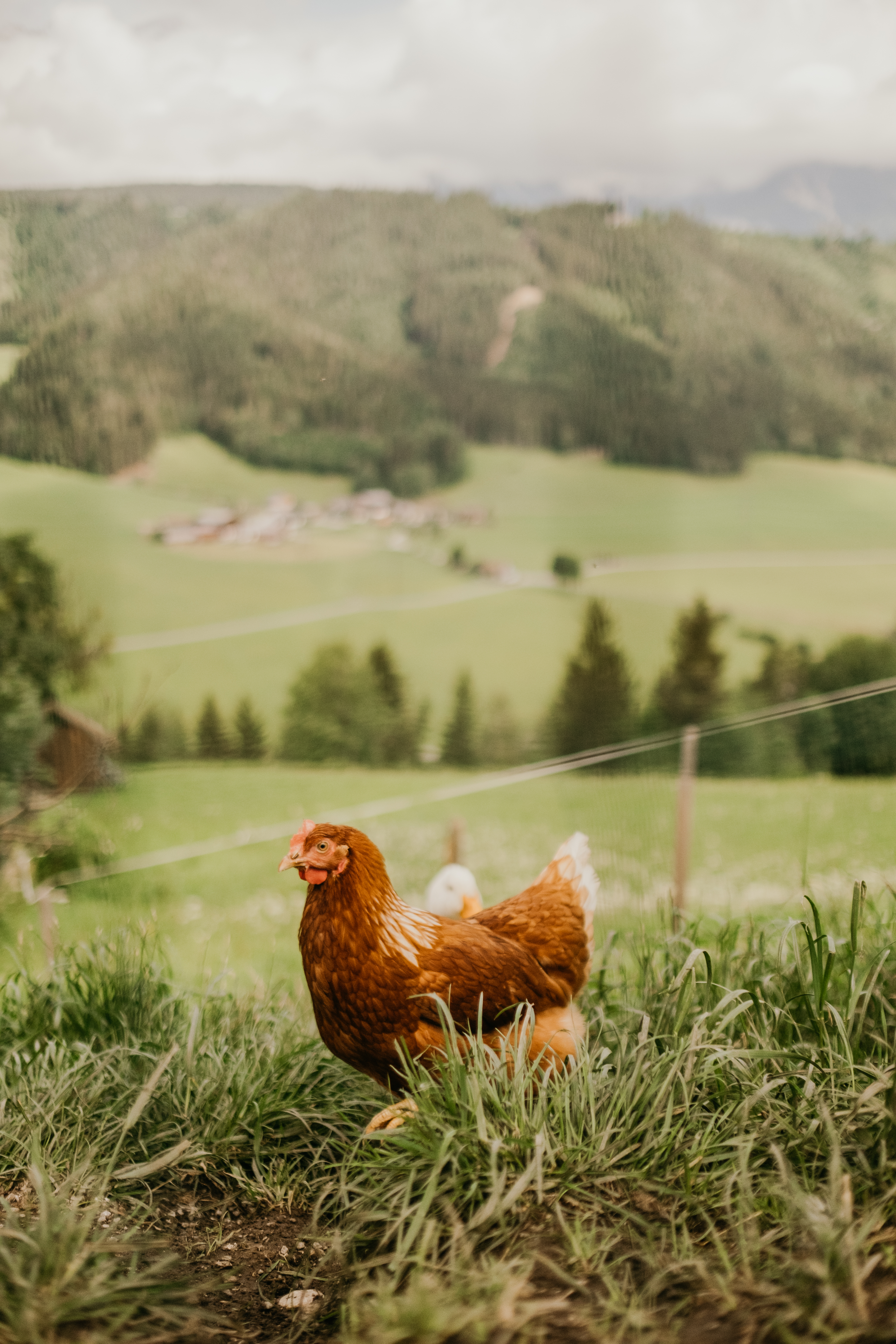 Frühstückspension: Hoferhof