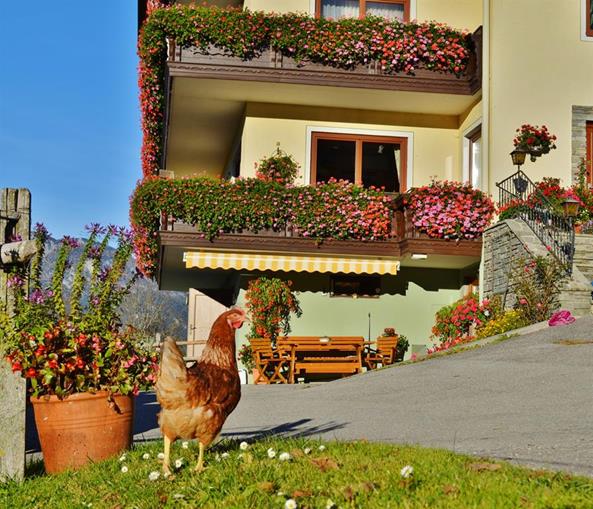 Frühstückspension: Pension Spreitzhof