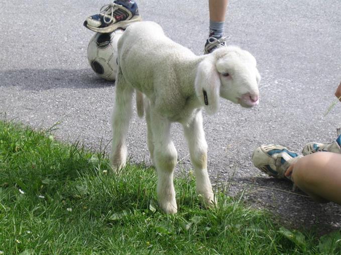 Pensionen - Gosau - Pension Alberlechnerhof