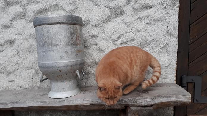 Frühstückspension: Pension*** & Biobauernhof Mauthaus zu Stein