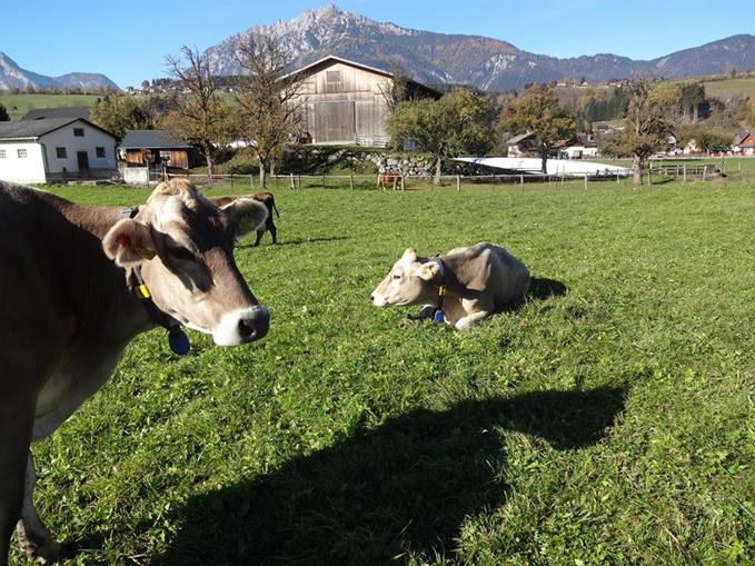 Frühstückspension: Pension*** & Biobauernhof Mauthaus zu Stein