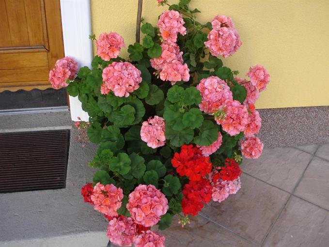 Frühstückspension: Pension*** & Biobauernhof Mauthaus zu Stein