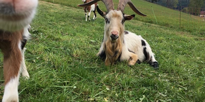 Pensionen - WLAN - Kapfenberg - die Tiere weiden den ganzen Sommer auf den Wiesen - Jakobbauer