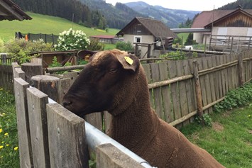 Frühstückspension: wir züchten Jura Schafe - Jakobbauer