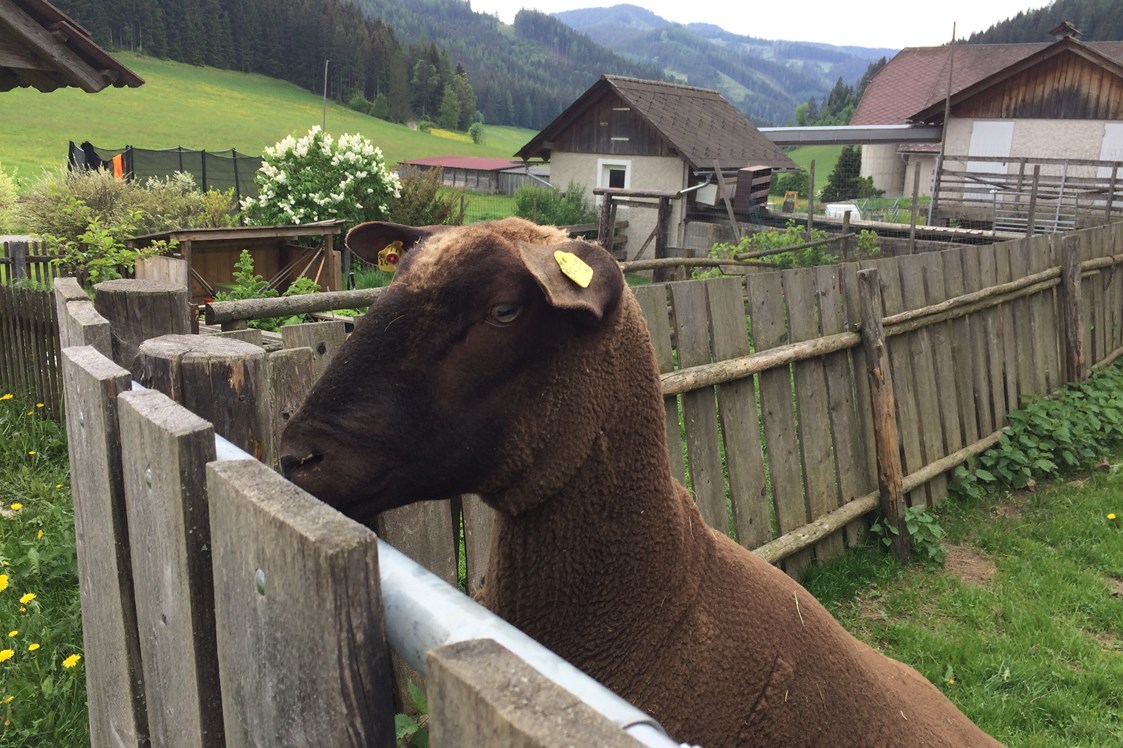 Frühstückspension: wir züchten Jura Schafe - Jakobbauer