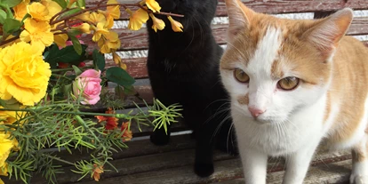 Pensionen - WLAN - Kapfenberg - Katzen - Jakobbauer