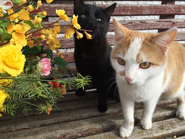 Frühstückspension: Katzen - Jakobbauer