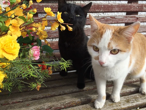 Frühstückspension: Katzen - Jakobbauer