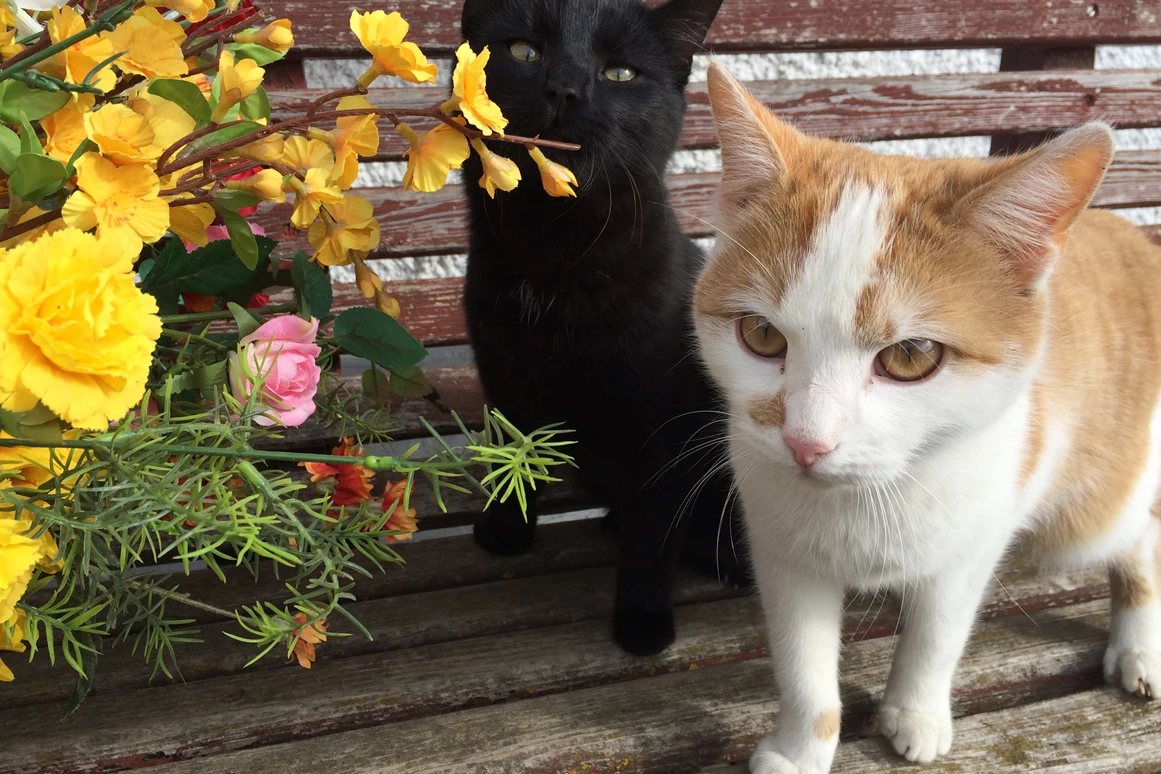 Frühstückspension: Katzen - Jakobbauer