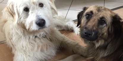 Pensionen - WLAN - Kapfenberg - Zola und Teddy - Jakobbauer