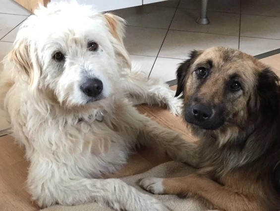 Frühstückspension: Zola und Teddy - Jakobbauer