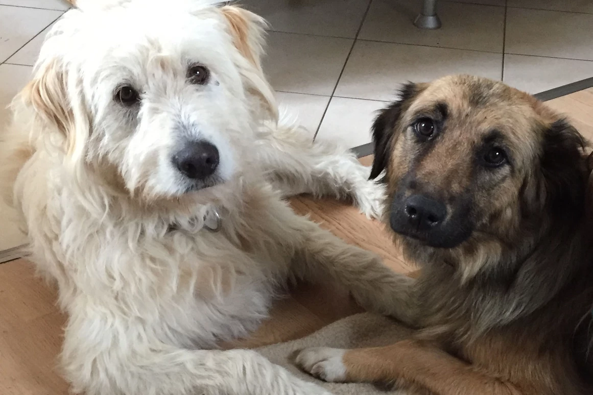 Frühstückspension: Zola und Teddy - Jakobbauer