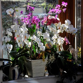 Frühstückspension: Blumen Fenster - Gästehaus Anna