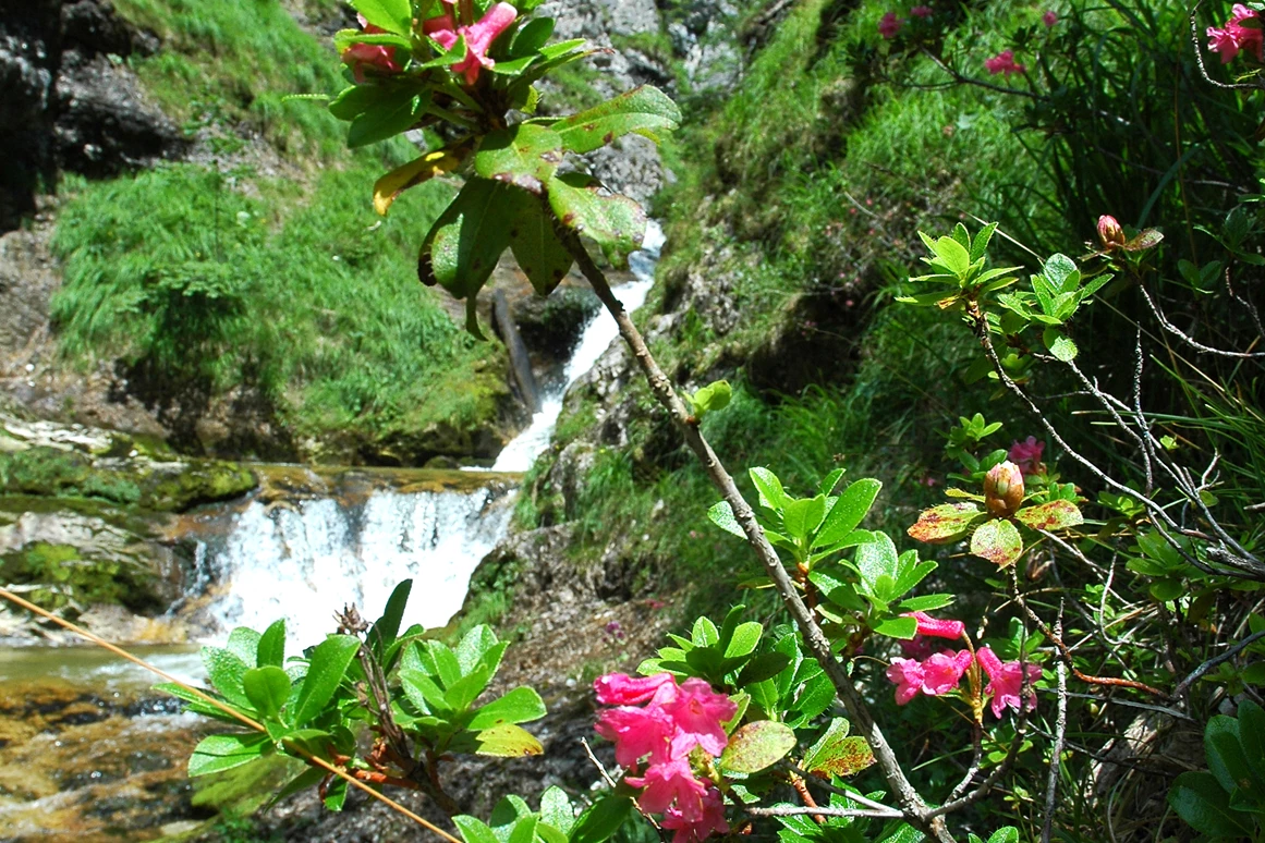 Frühstückspension: Burnout Wildalps