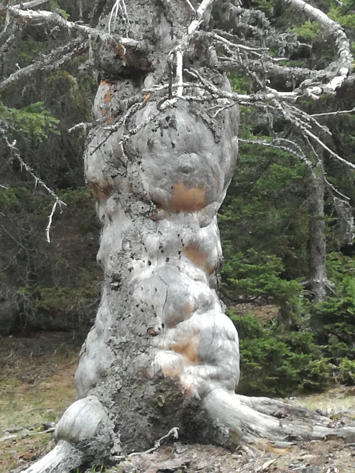 Frühstückspension: Silberfichte - Gasthof Gutmann 