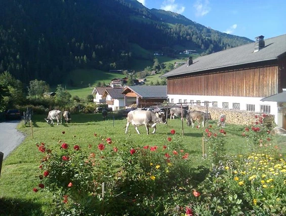 Frühstückspension: Schönherr Haus