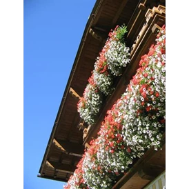 Frühstückspension: Blumenpracht auf dem Südbalkon - Haus Sarah