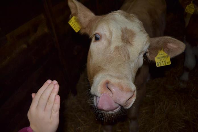 Pensionen - Hunde: hundefreundlich - Kärnten - Pension Thalerhof