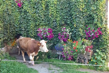 Frühstückspension: Auch die Kühe freuen sich auf die saftige Weide - unsere Gäste dürfen die selbstgemachten Produkte am Hof von der Milch bis  zum Fleisch genießen. - Panoramapension Platzer