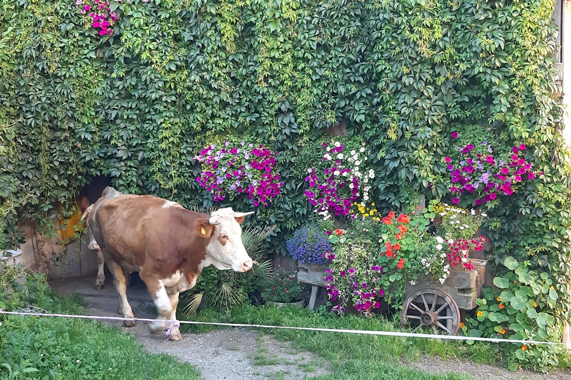 Frühstückspension: Auch die Kühe freuen sich auf die saftige Weide - unsere Gäste dürfen die selbstgemachten Produkte am Hof von der Milch bis  zum Fleisch genießen. - Panoramapension Platzer