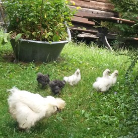 Frühstückspension: Unsere Seidenhühner versorgen uns täglich mit frischen Eiern. - Panoramapension Platzer