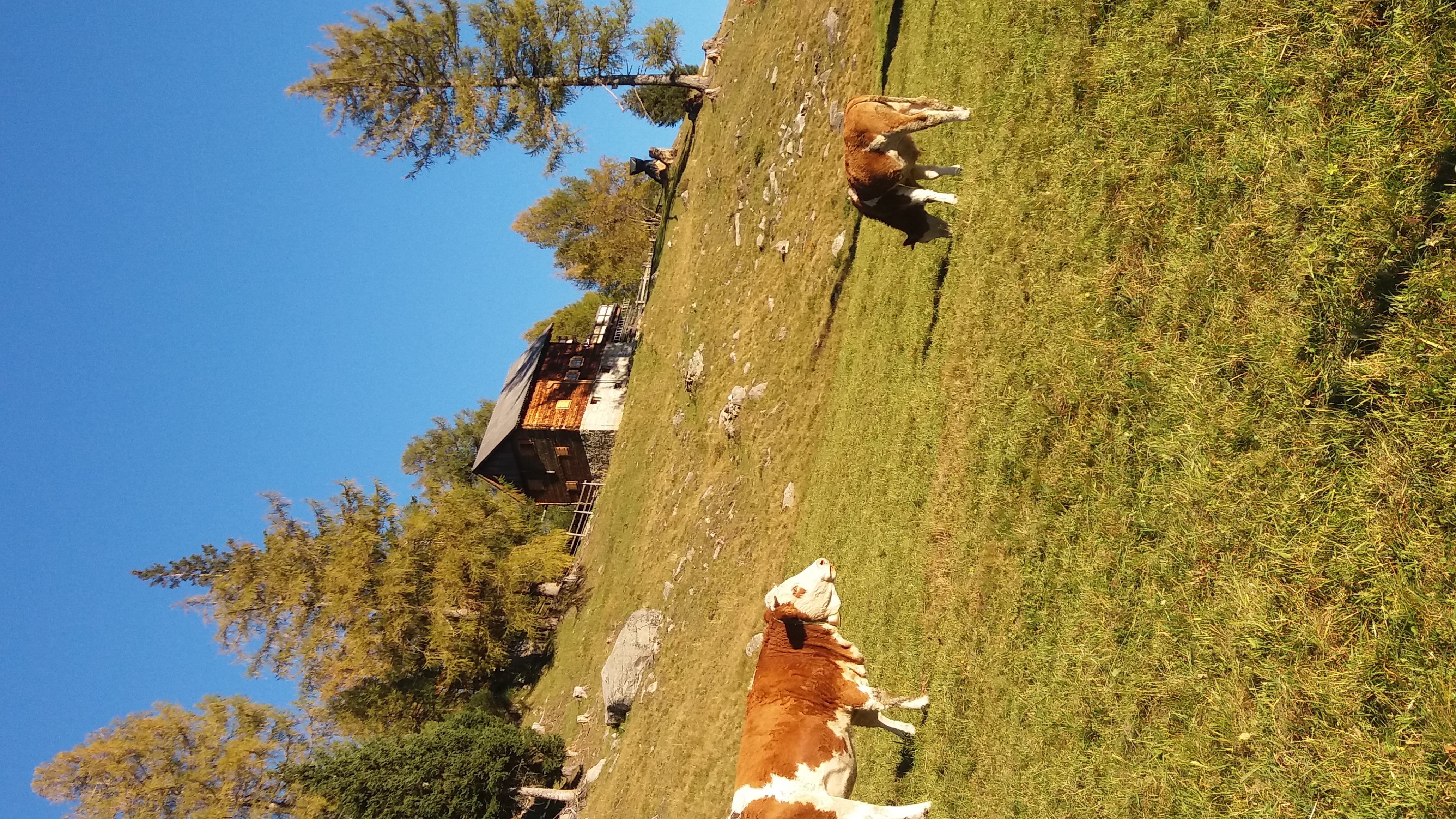Frühstückspension: Auch unsere Kühe verbringen den Sommer auf der Alm. - Panoramapension Platzer