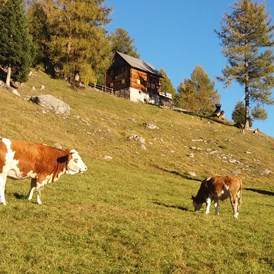 Frühstückspension: Auch unsere Kühe verbringen den Sommer auf der Alm. - Panoramapension Platzer