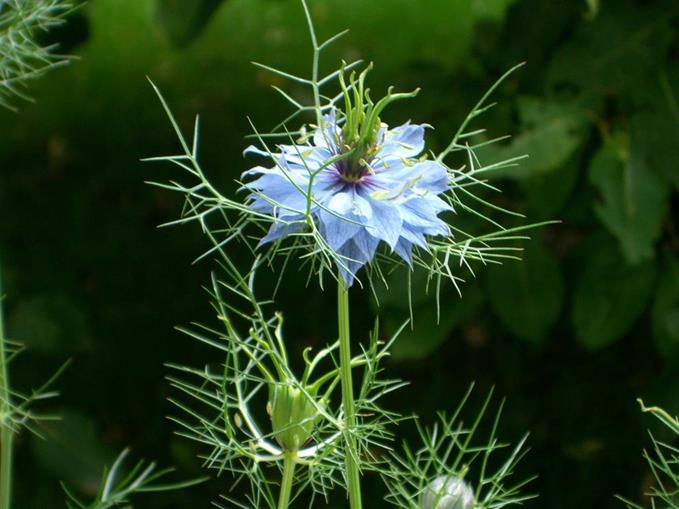 Pensionen - Stubaital - Pension Nigella