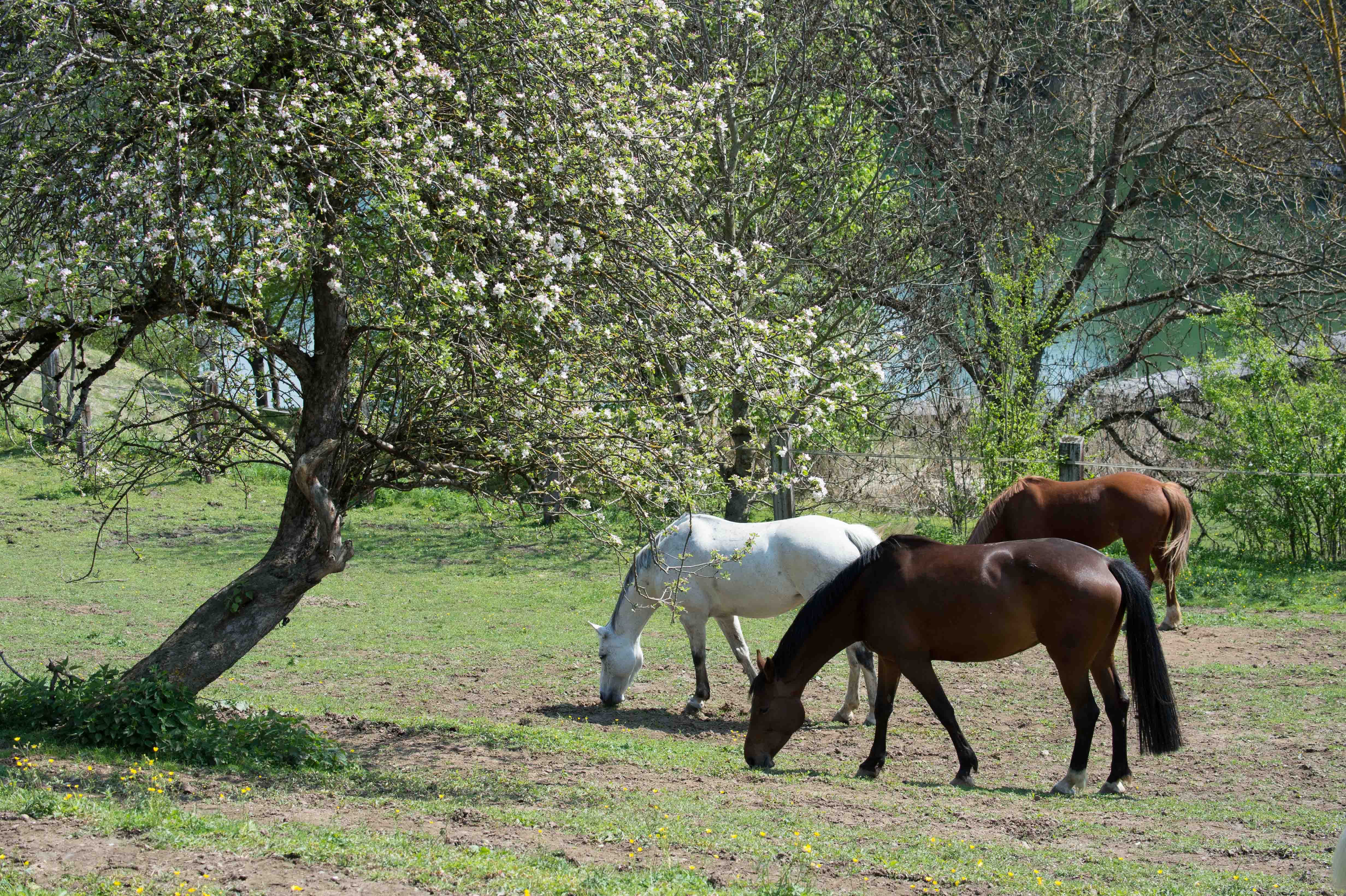 Frühstückspension: Pension Seebichlhof