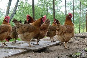 Frühstückspension: Unsere Hühner sorgen für die frischen Frühstückseier. - Waldpension Ranner