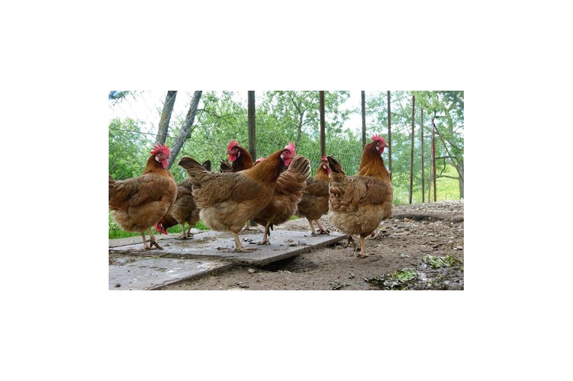 Frühstückspension: Unsere Hühner sorgen für die frischen Frühstückseier. - Waldpension Ranner