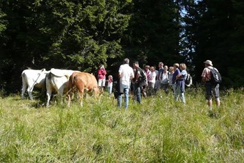 Frühstückspension: Unsere Kühe auf der Alm. - Waldpension Ranner