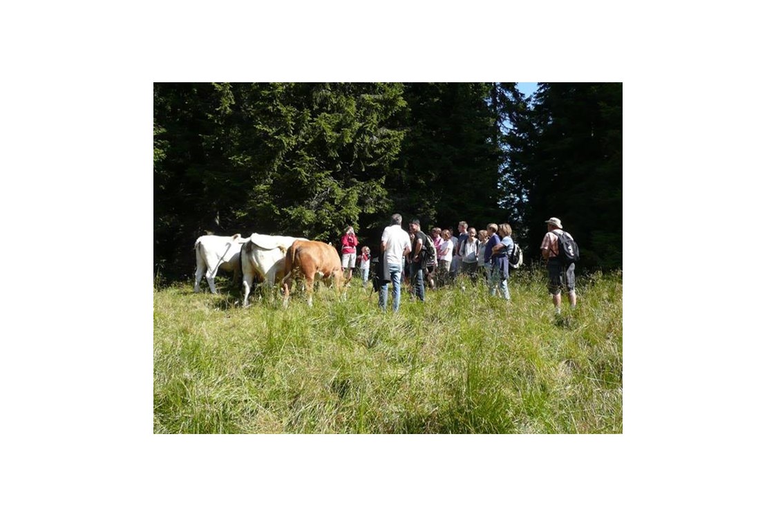 Frühstückspension: Unsere Kühe auf der Alm. - Waldpension Ranner