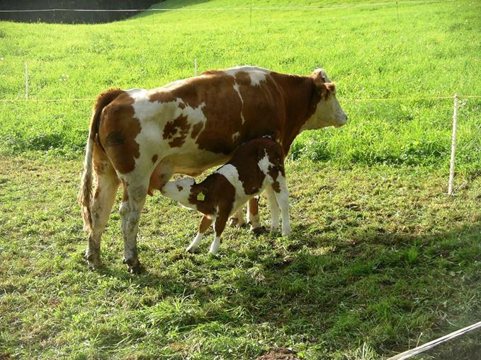 Frühstückspension: Waldpension Ranner - Ferienwohnungen
