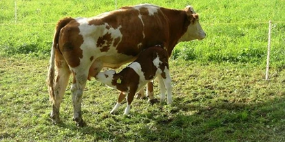 Pensionen - Restaurant - Waldpension Ranner - Ferienwohnungen